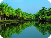 Coconut trees in the backwaters of kerala