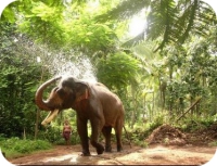 Elephant bathing in kerala